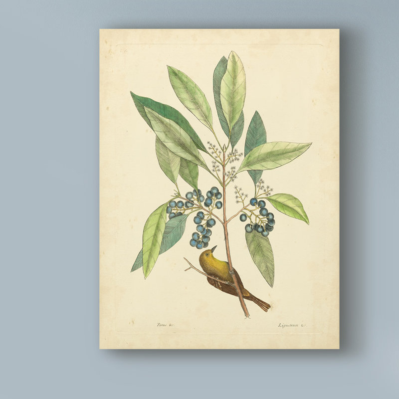 «Bird and Botanical V», reproduction sur toile tendue, H 19 po x l 14 po x P 2 po