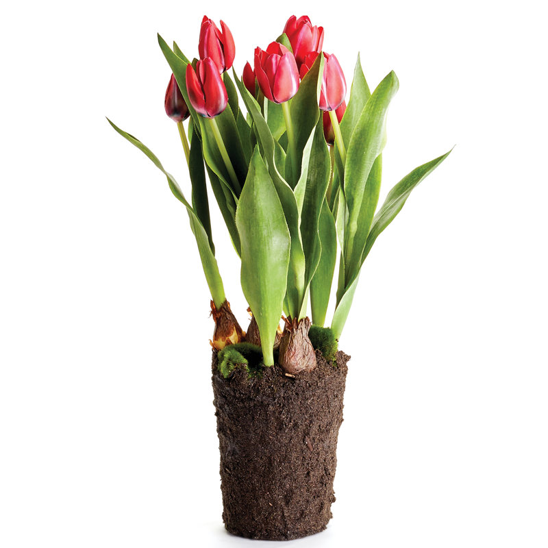 Tulipe Alina, Rouge