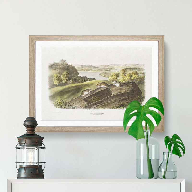 White-Footed Mice by J.W. Audubon - Picture Frame Painting Print, 36cm H x 48cm W x 2cm D, Oak Framed