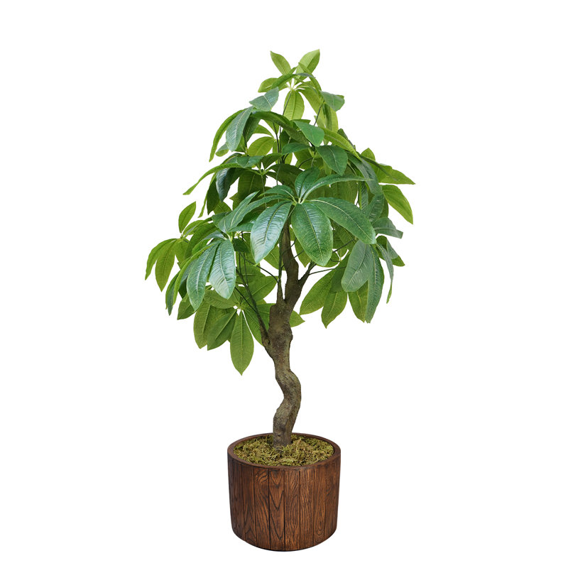 Pachira artificiel 40 po Panama en pot