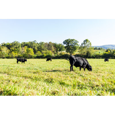 Black Cows Grazing by Krblokhin - Wrapped Canvas Print