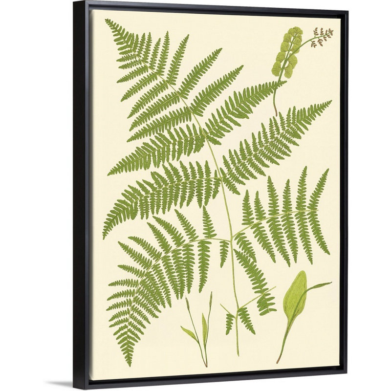 Art sur toile, "Ferns with Platemark I", H 40 po x l 30 po x P 2 po, Toile avec cadre noir