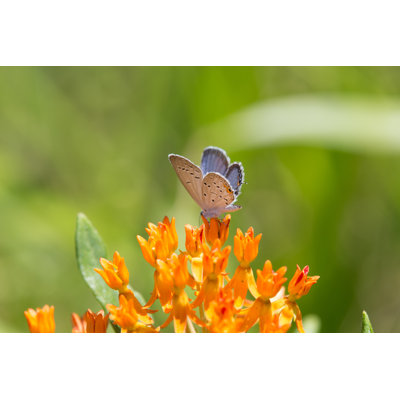 Christol " Butterfly " by Palebluedotstudio