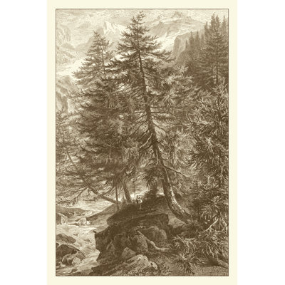 Sepia Larch Tree - Wrapped Canvas Print