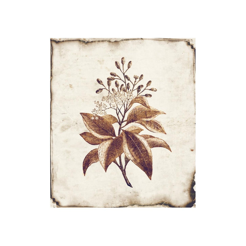 Botanique I Print by Zoey Riley, Glass Coat, 28" H x 24" W