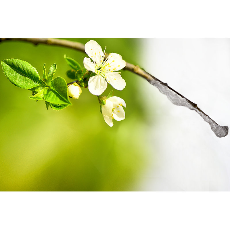 Apple Branch by RADsan - Wrapped Canvas Print, 61cm H x 91cm W