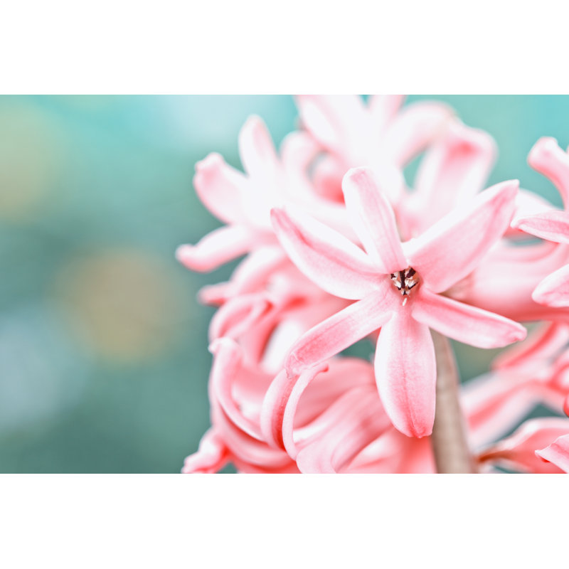 Hyacinth by Gmvozd - Wrapped Canvas Print, 30cm H x 46cm W x 3.8cm D