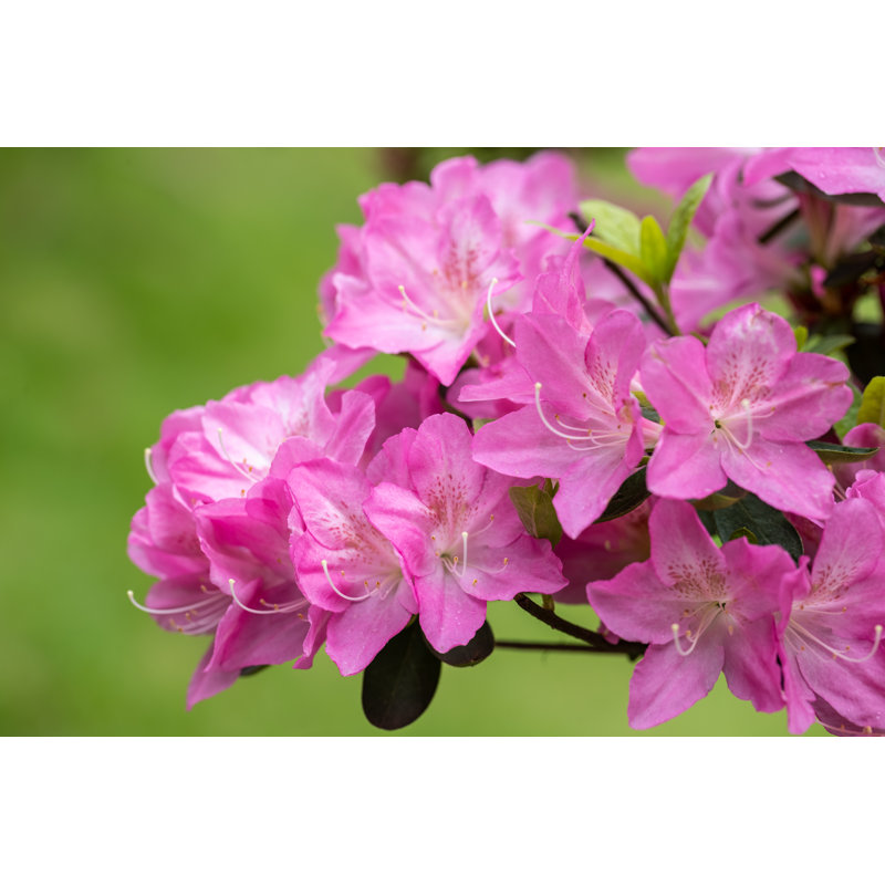 Azalea Flowers In Bloom - Wrapped Canvas Print, 20" H x 30" W x 3.8" D
