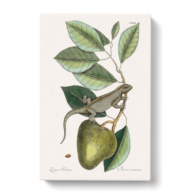 Lizard by Mark Catesby - Wrapped Canvas Print, 50cm H x 35cm W x 3cm D