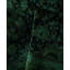 Tapis vert contemporain en laine noué à la main Coronel 6 pi 1 po x 6 pi 1 po