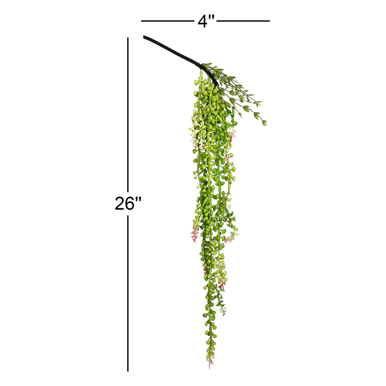 26" String of Pearls Plant