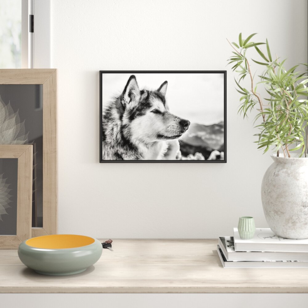 Gerahmtes Wandbild Süßer HuskySchnee