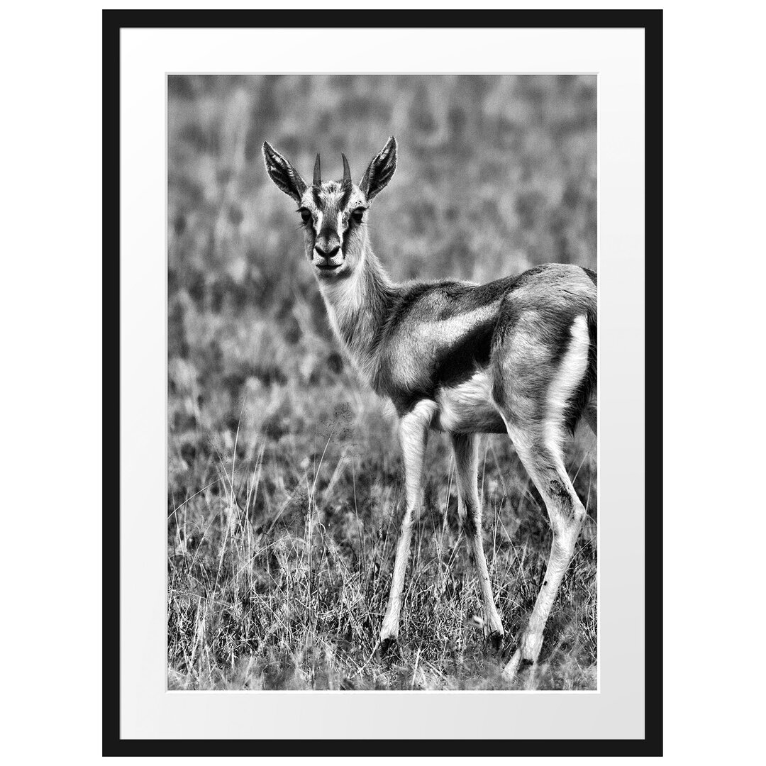 Gerahmtes Poster Prächtige Gazelle auf Wiese