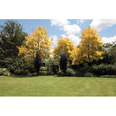 Autumn Garden With Open Lawn And Trees by Claylib - No Frame Art Prints on Canvas