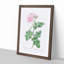 Pink Damask Rose by Pierre-Joseph Redoute - Picture Frame Graphic Art Print-55584110-55584109