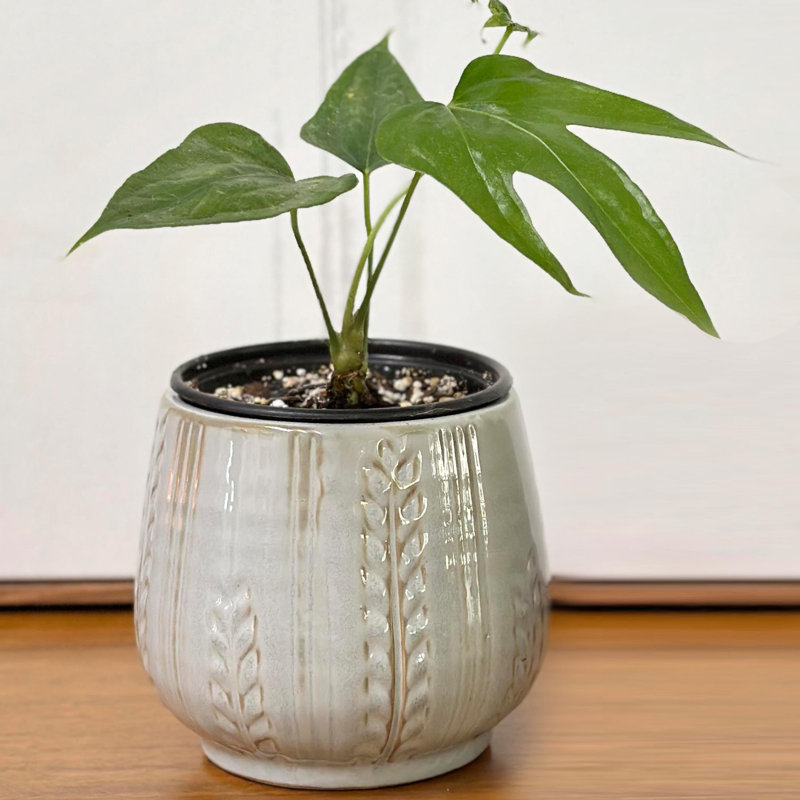 Light Gray 4.5" Ceramic Indoor Succulent Planter