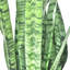 Snake Plant in Planter