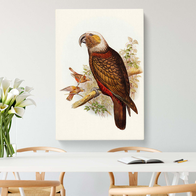 Ka-ka Parrot by Elizabeth Gould - Wrapped Canvas, 60cm H x 40cm W x 3cm D