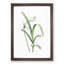 Peruvian Daffodil Flower by Pierre-Joseph Redoute - Picture Frame Painting Print-55583090-55583094