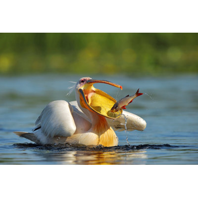PeliCan (PeleCanus onocrobalus) par Ewa Studio - Photographie sur toile tendue