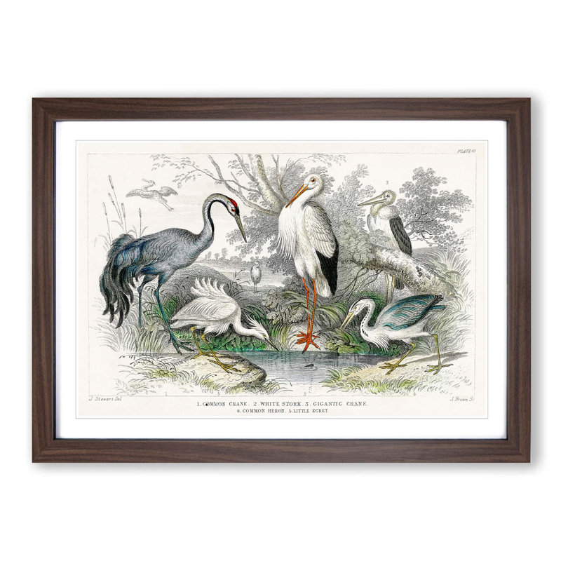 Crane, Stork, Egret & Heron by Oliver Goldsmith - Picture Frame Painting Print on MDF, Walnut Framed, 27cm H x 36cm W x 2cm D