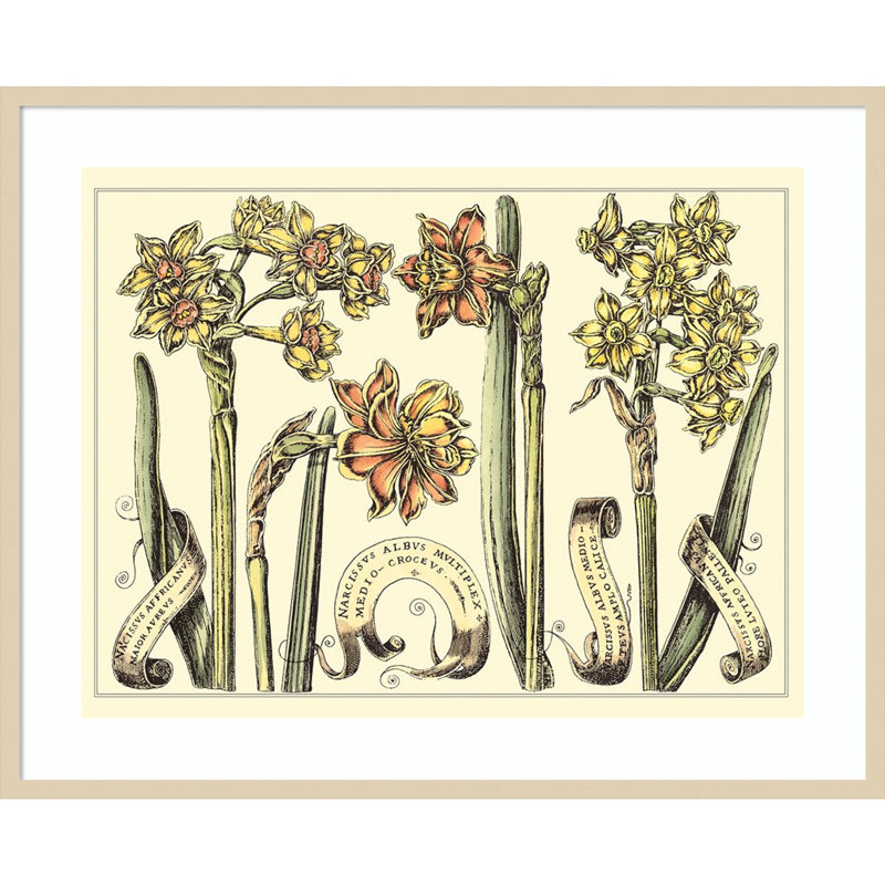 «Narcissus in Bloom II» par Mark W. Langlois, reproduction d'art encadrée sur bois, H 33 po x l 41 po