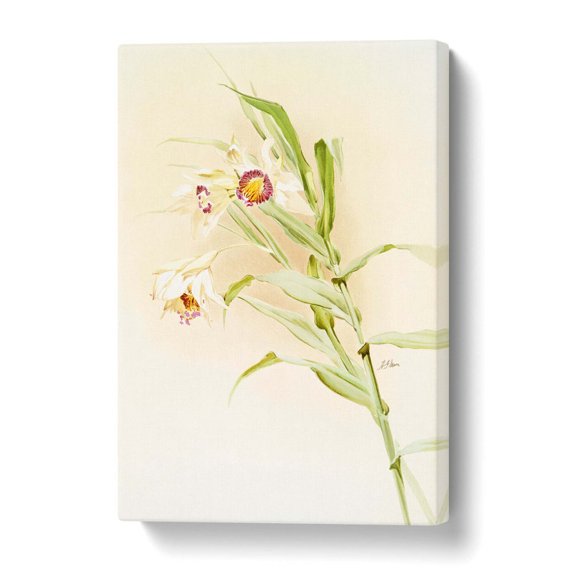 Magnolia Flowers Illustration Tab. 82 by Frederick Sander - Wrapped Canvas, 61 cm H x 40.6 cm W