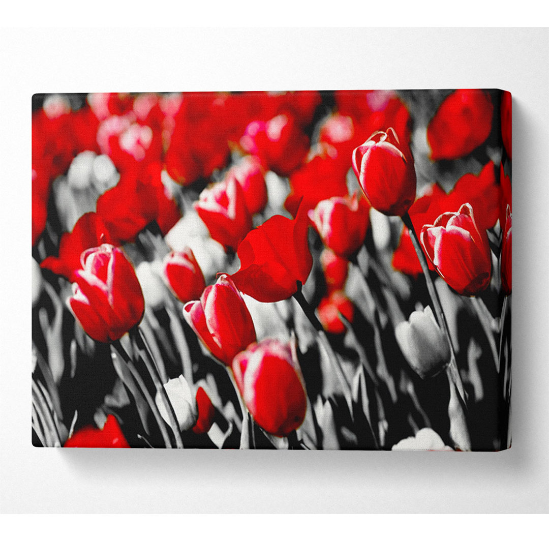 Rote Tulpen auf B N W - Druck