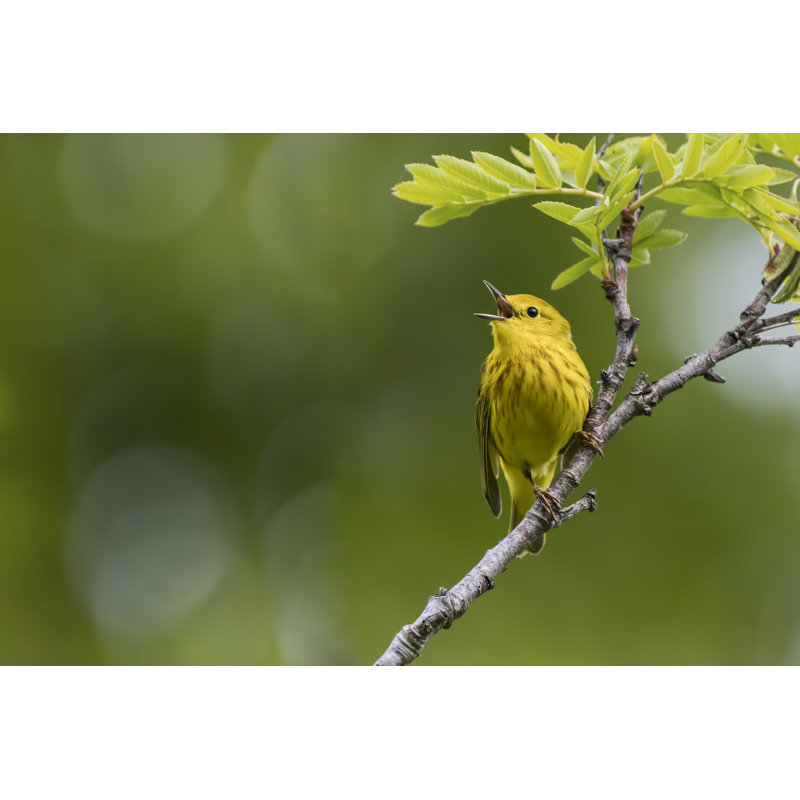 «Yellow Warbler» par Jhunter - photographie sur toile tendue, H 12 po x l 18 po