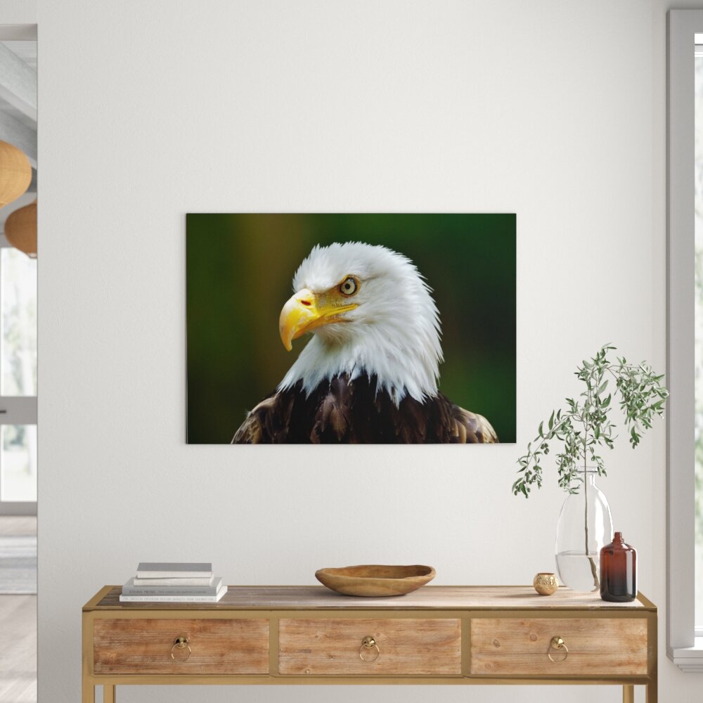 Leinwandbild Powerful Bald Eagle