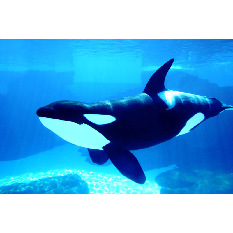 Killer Whale by Rpsycho - Wrapped Canvas Print, 81cm H x 122cm W