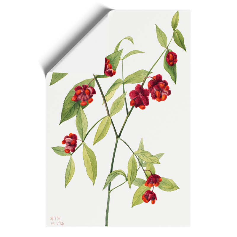Strawberry Bush by Mary Vaux Walcott - No Frame Painting, 30cm H x 21cm W x 0.1cm D