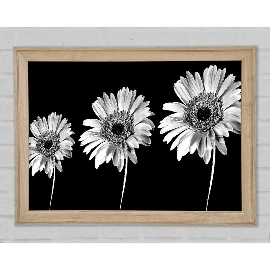 Gerbera Gänseblümchen Schwarz und Weiß - Druck