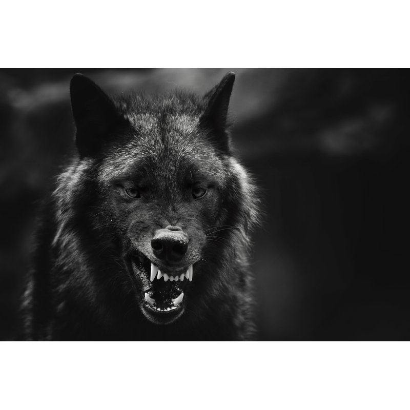 Gibbes Angry Wolf - Wrapped Canvas Print, 20cm H x 30cm W x 3.8cm D