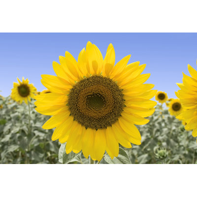 Le tournesol parfait