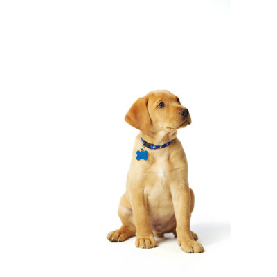 Proud Labrador Puppy - Wrapped Canvas Print