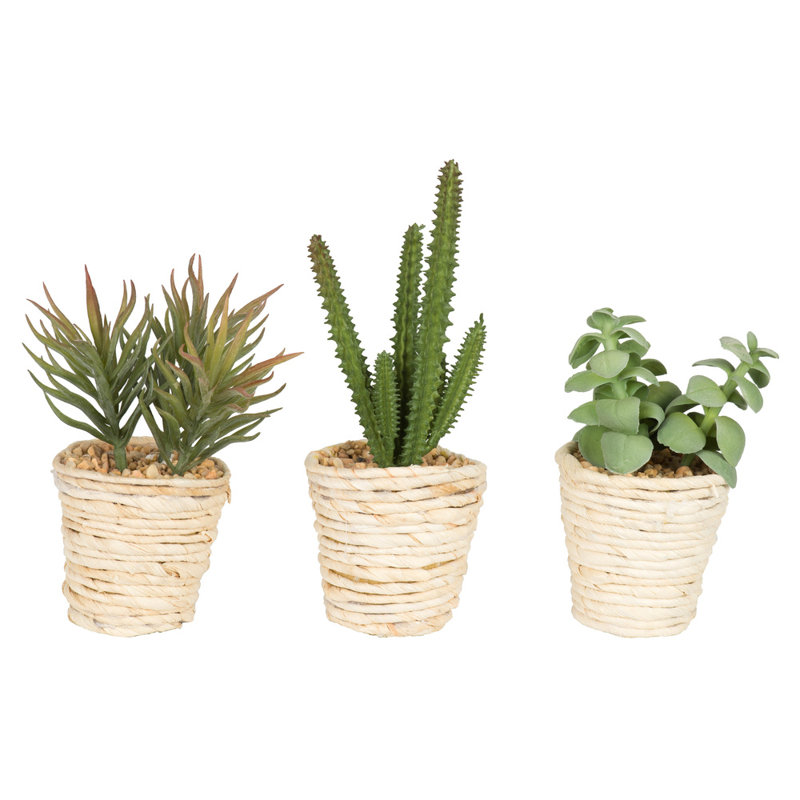 3 plantes grasses en pot