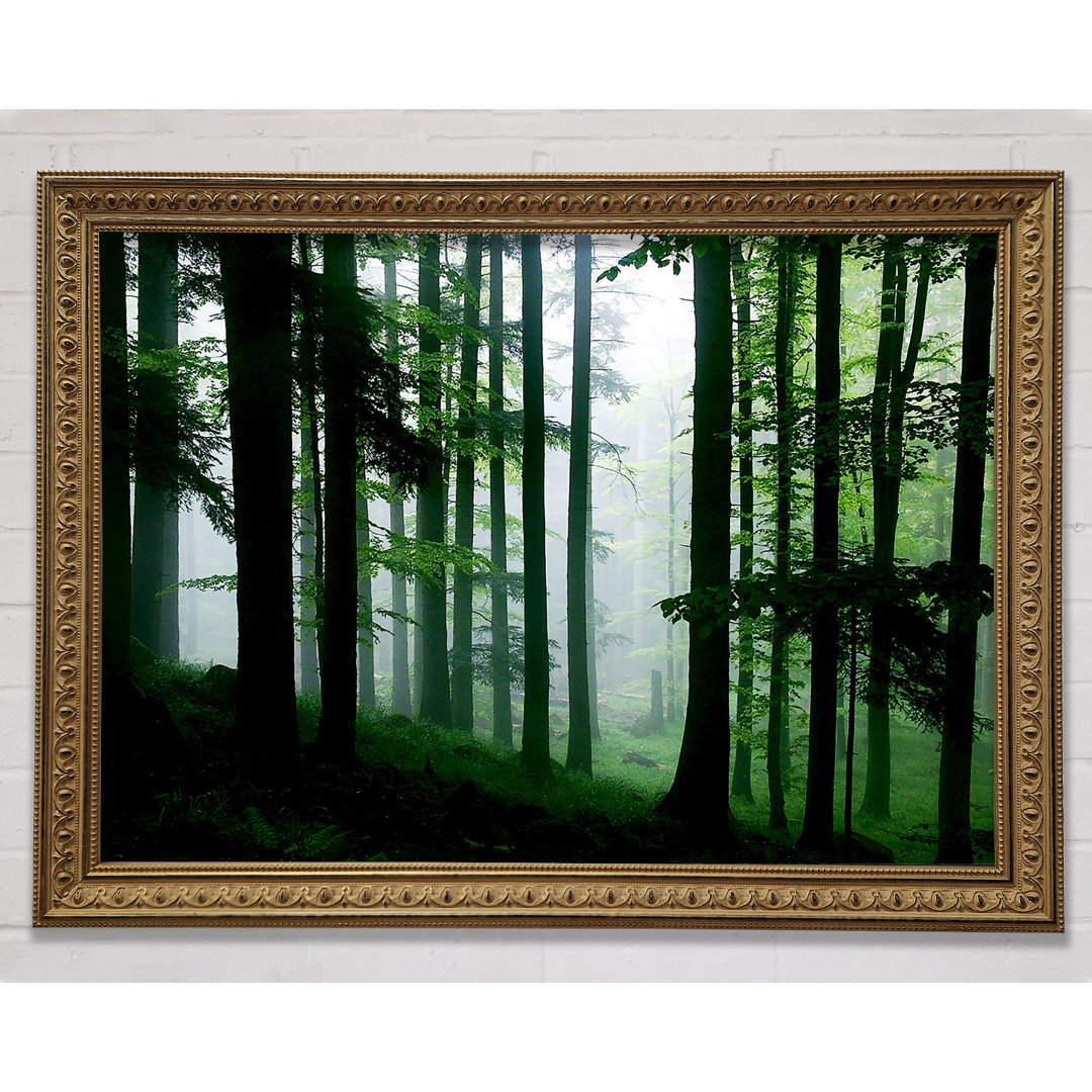 Emerald Forest Mist - Einzelner Bilderrahmen Kunstdrucke