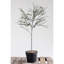 Topiaire de thym artificiel 29 po en pot