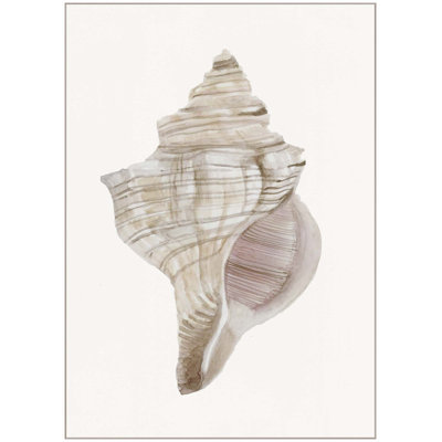 Sea Shell 12 Print