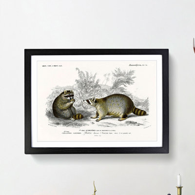 Raccoon Illustration by Charles D'Orbigny - Picture Frame Painting Print