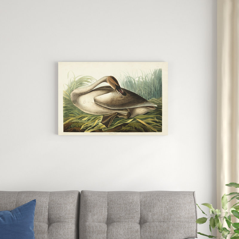 Pl 376 Trumpeter Swan, H 20 po x l 30 po