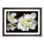 White Jasmine Flowers - Framed Print-55612722-55612726
