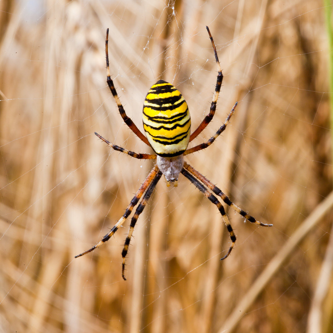 Gelb-schwarze Spinne - Kunstdrucke auf Segeltuch