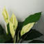 Andrick 60cm Faux Tree in Pot