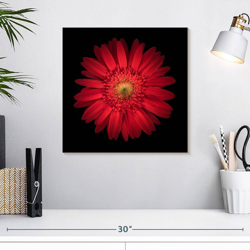 Marguerite rouge vif Harnek, H 16 po x l 16 po