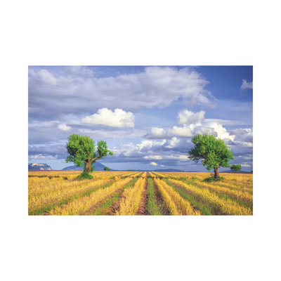 Europe, France, Provence, Valensole Plateau. Young Lavender And Wheat Crops Surround Trees. by Jaynes Gallery - Wrapped Canvas Print