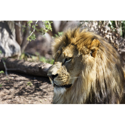 Lion Portrait - Wrapped Canvas Print