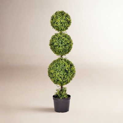 Boxwood Topiary in Pot