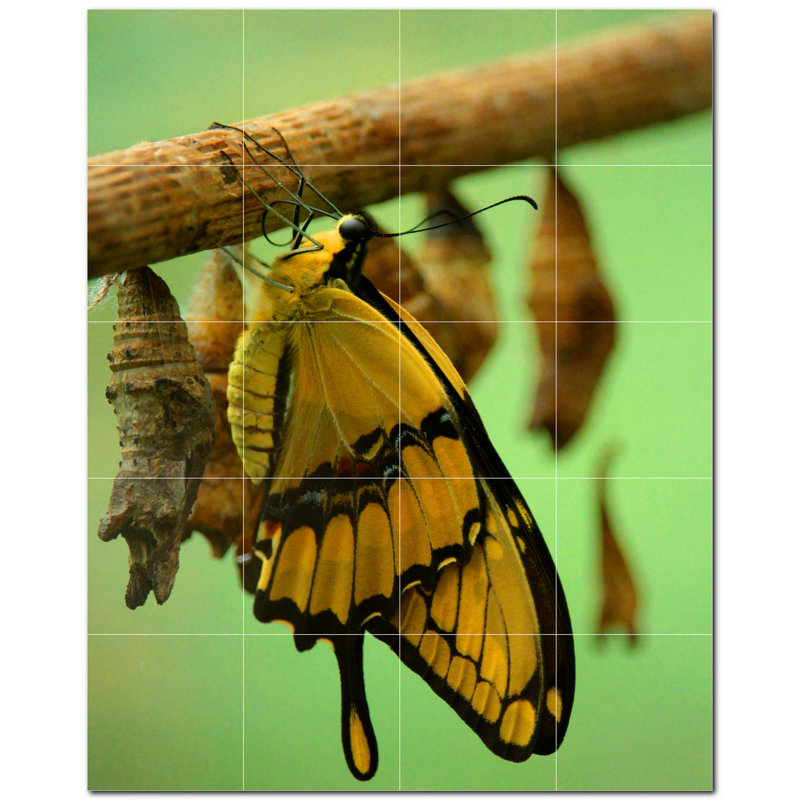 Murale décorative en céramique 12 po x 12 po Butterfly Photo